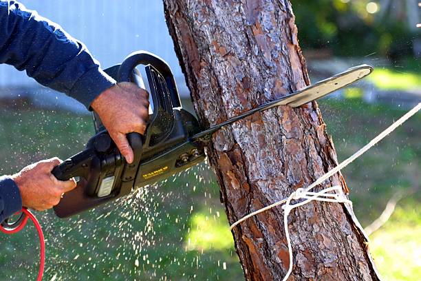 Best Commercial Tree Services  in Fairview, OK